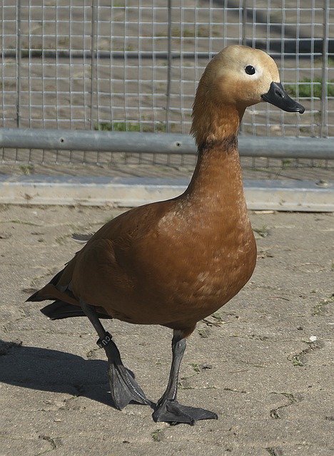 分析其他强